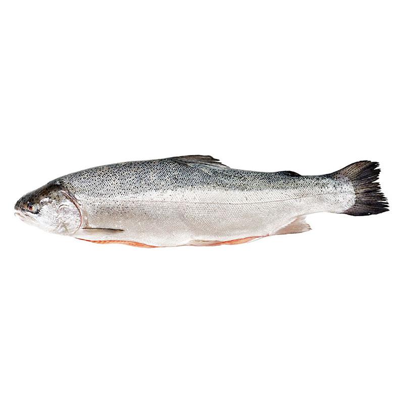ปลาแทสมาเนียนแซลมอน 1 ตัว ( ประมาณ 4-5 กก./ตัว)