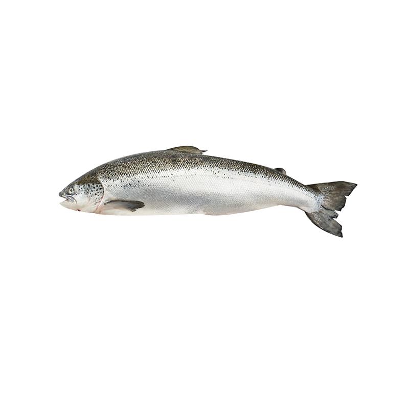 ปลาแซลมอนสด 1 ตัว (4-5 กก./ตัว)