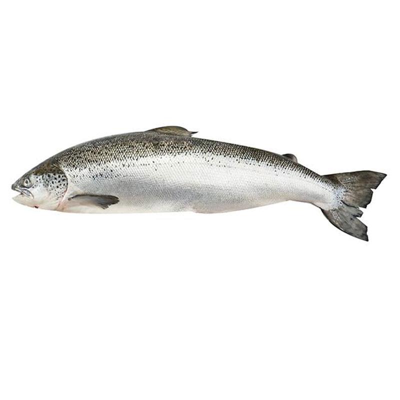 Fresh Salmon 1 pc (4-5 kg/pc)