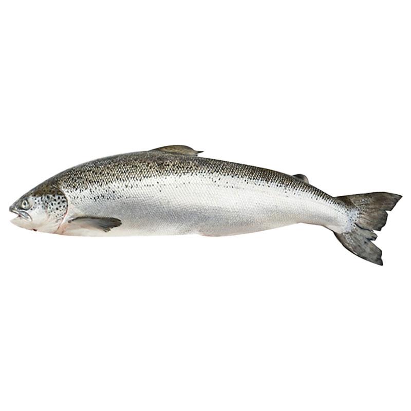 Fresh Salmon (5-6 kg/pcs)