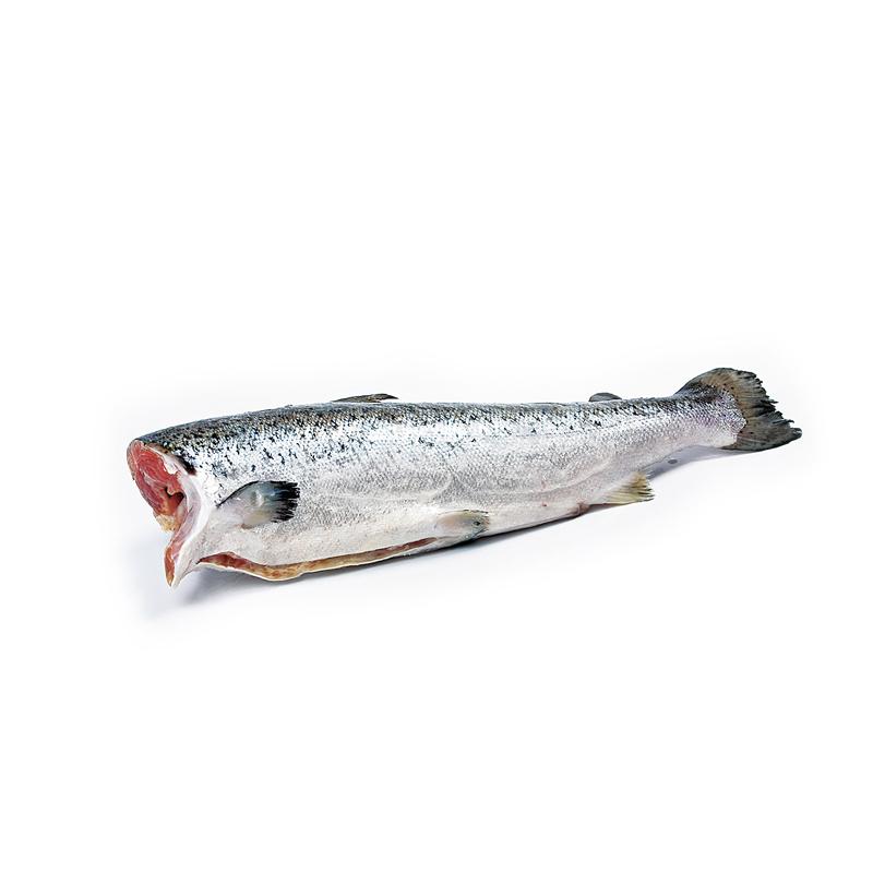 Frozen Coho Salmon Headless 1 pc (2.7-4.5 kg/pc)
