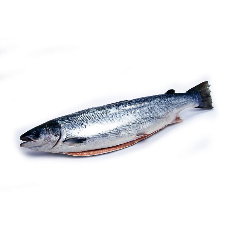 Frozen Atlantic Salmon Chile 1 pc (5-6 kg/pc)