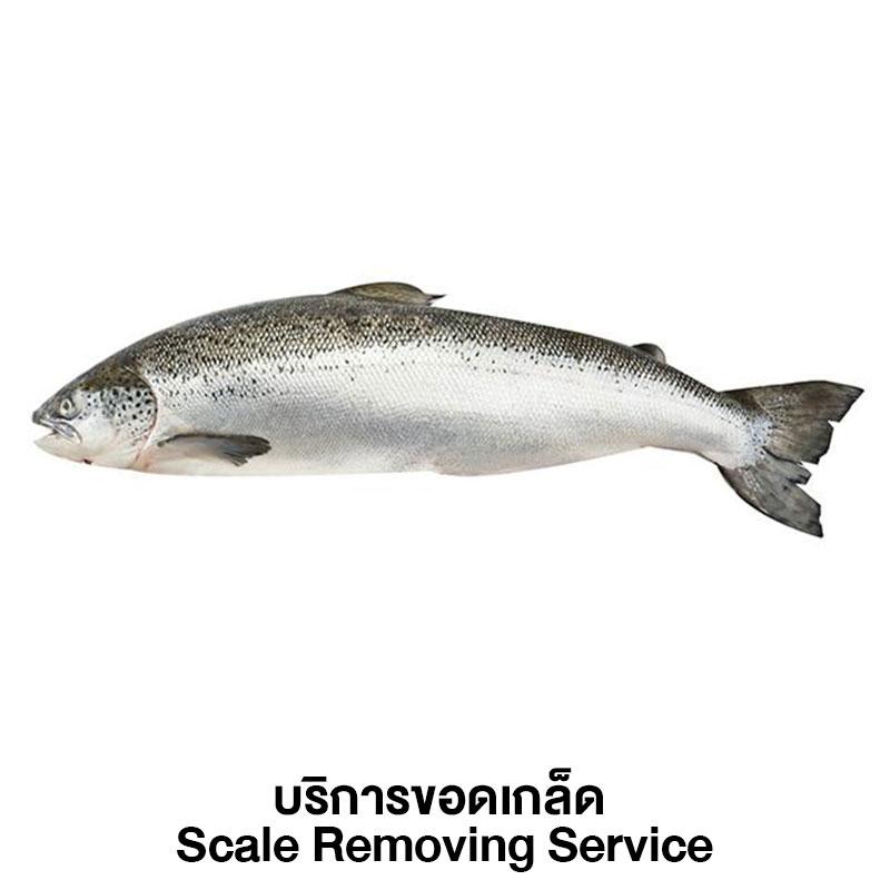 Fresh Salmon Scale Removing Service 1 pc (approx. 5-6 kg/pc)